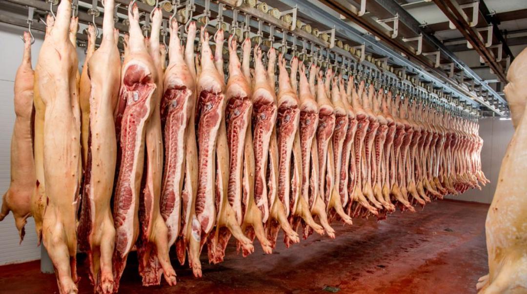美国人杀猪真的不放血吗,为什么美国猪肉卖得如此便宜