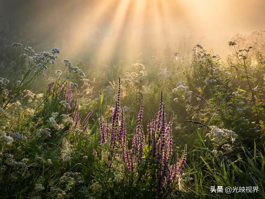 野花的风景,2020国际风景摄影大赛获奖作品