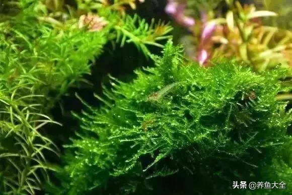 养鱼大神都养什么鱼,鱼缸养鱼都有哪些鱼