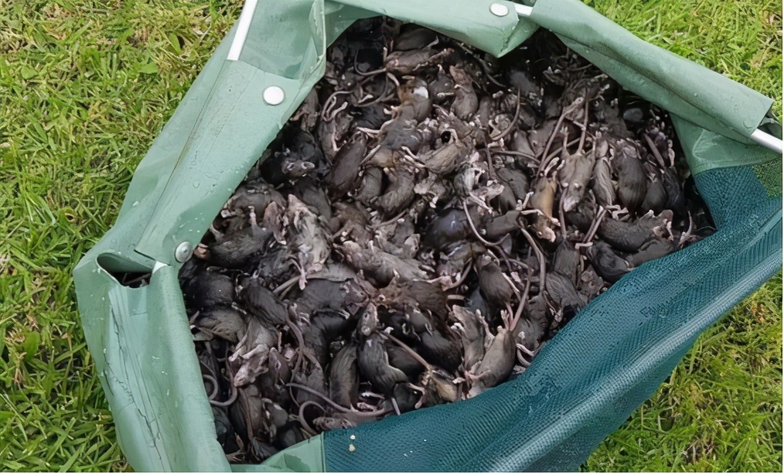 澳大利亚鼠灾真实事件原因,澳大利亚鼠灾最多有多少老鼠