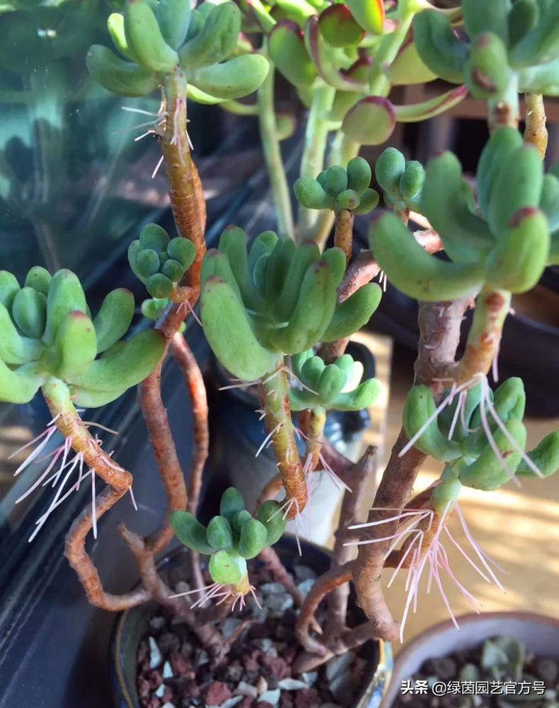 多肉唐印为什么夏天长气根,多肉蒂亚换盆之后出现气根和黄叶