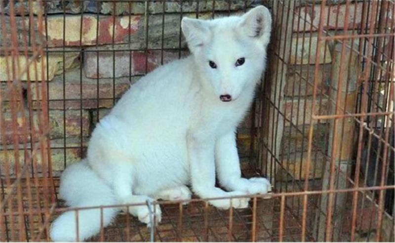 狐狸应该怎么养,狐狸育成期怎么管理