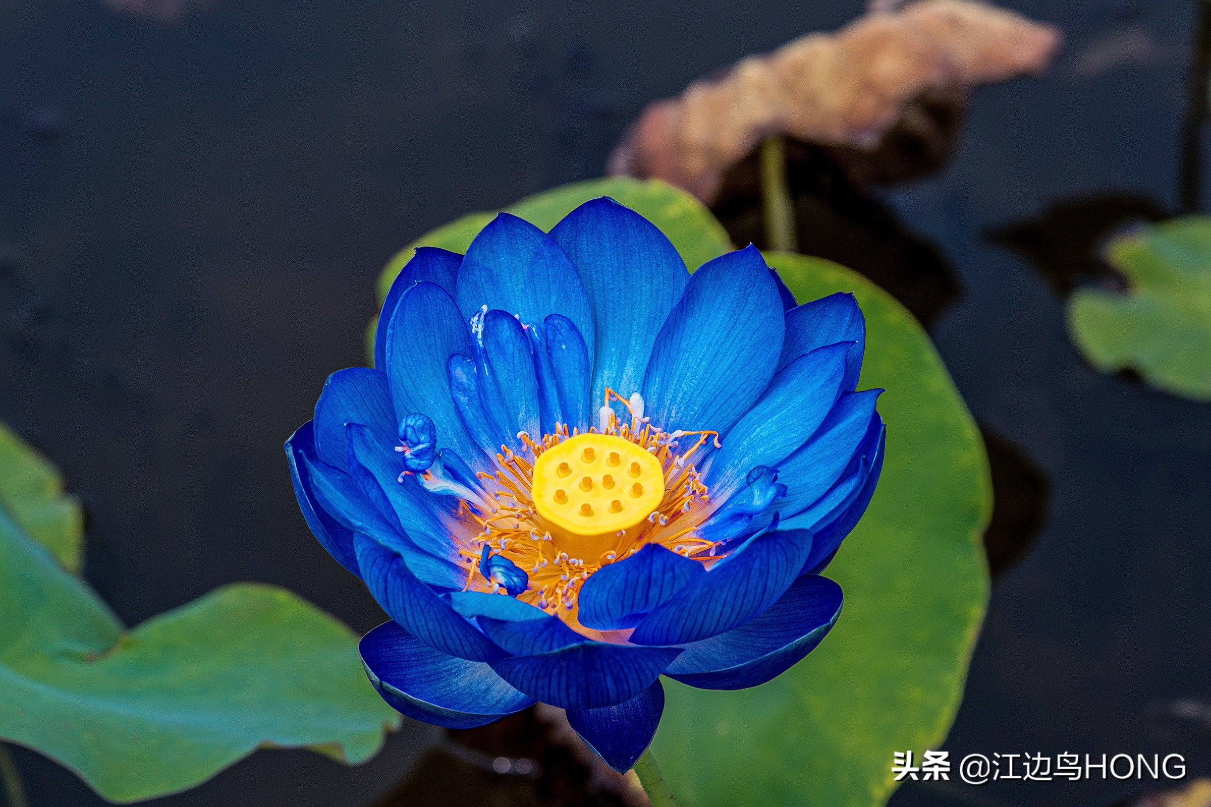 蓝莲花有第二季吗,蓝莲花怎么没有完整版