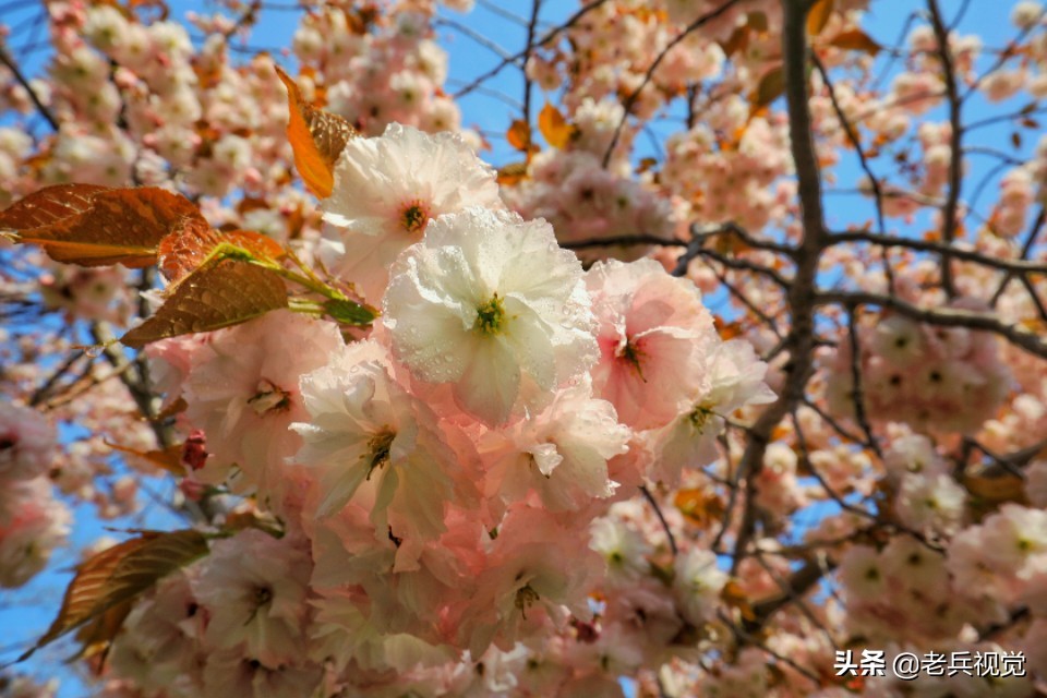 浪漫樱花校园,浪漫樱花视频