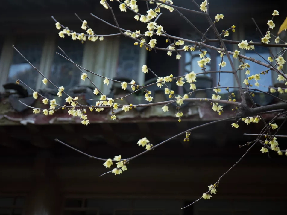 故乡今夜思千里,霜鬓明朝又一年——过年不能回家,高适很烦恼