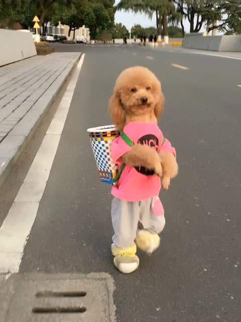 泰迪为什么喜欢在家撒尿？你真的理解过这些原因吗？