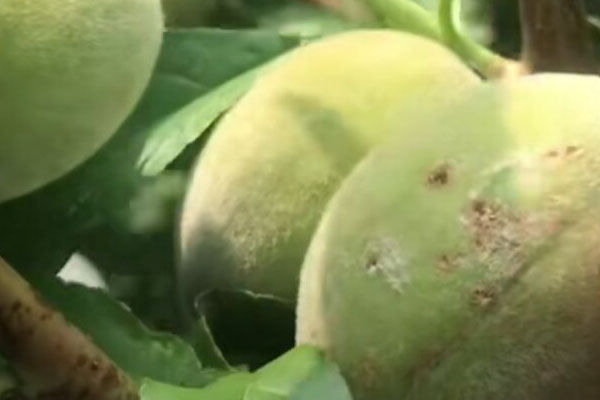 桃的果实内部有很多虫粪，多是被桃小食心虫为害了，得好好防治了