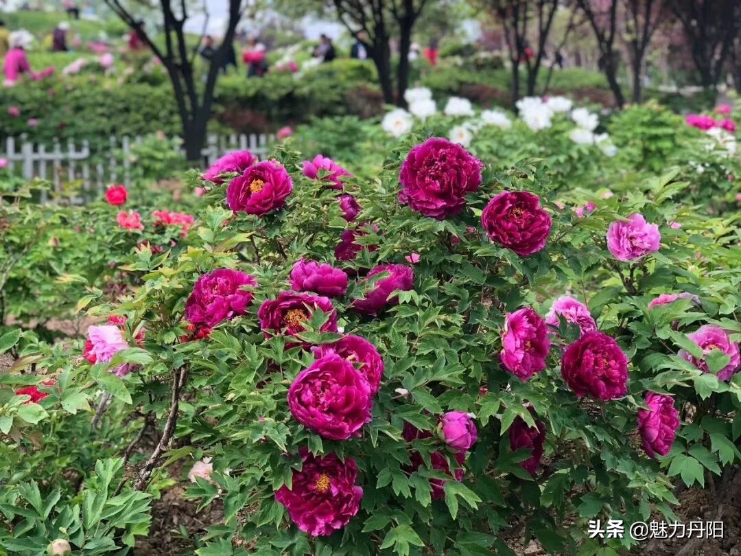 牡丹的一生简单历程文字描述,牡丹的历史和发展