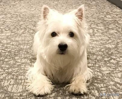 西高地白梗长大毛会多吗,纯种西高地白梗掉毛吗