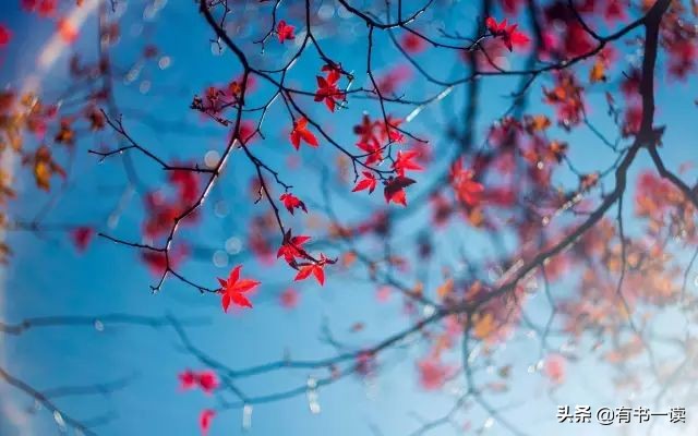 海子经典语录你说你很孤独,你说你很孤独海子原文