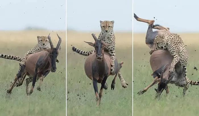 犬科代表非洲野犬，*攻围**狮子，掠夺豹子，暴打鬣狗，成为草原王者