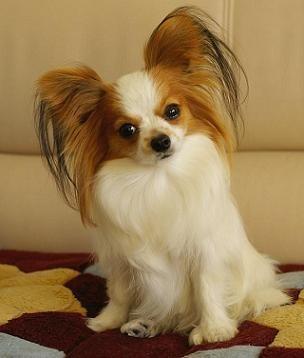 蝴蝶犬可以和猫一起养吗,蝴蝶犬适合小孩养吗