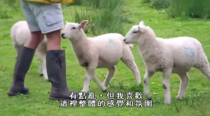 隐居深山30年以种地为生,隐居深山生活养动物