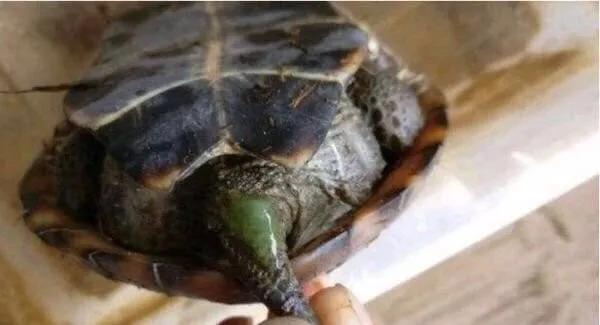 龟得了肠胃炎能自愈吗,龟是肺炎还是肠胃炎