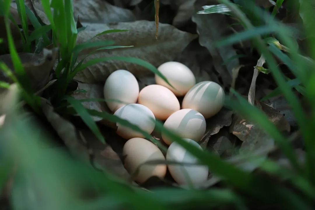 琼中女足最新比赛消息直播,琼中女足最新直播