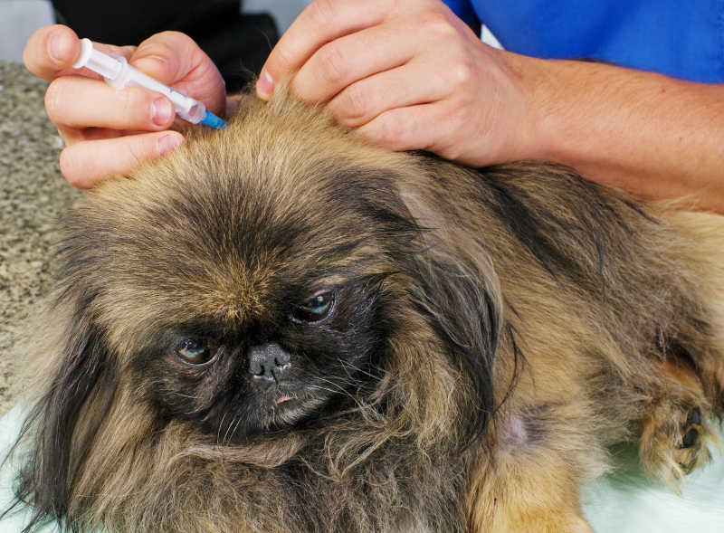 怎么预防犬瘟,怎么治疗犬瘟最有效