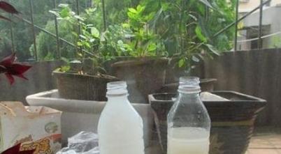 家庭盆栽废茶渣沤肥,牛奶和淘米水沤肥