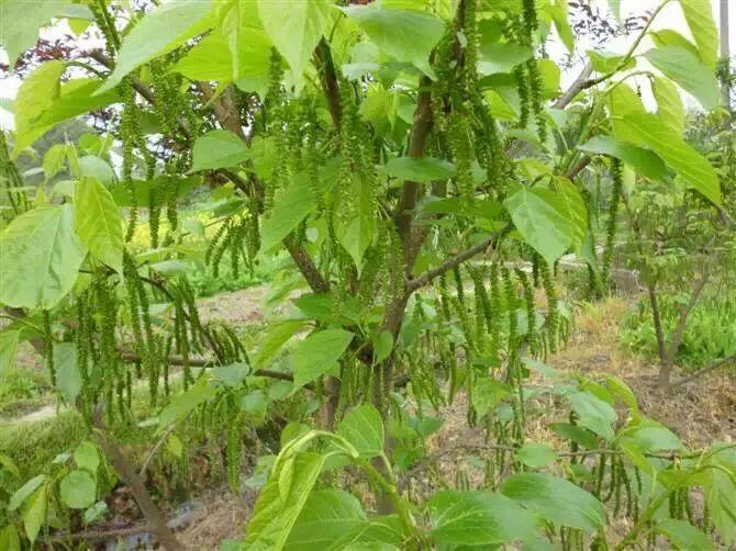 种植果桑挣钱吗,种植桑果前景如何目前