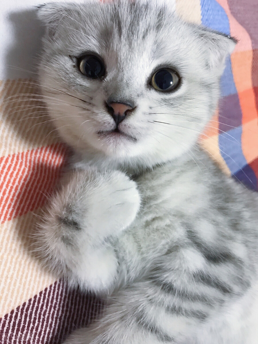 猫咪难产主人怎么助产,猫咪难产去医院小猫怎么处理