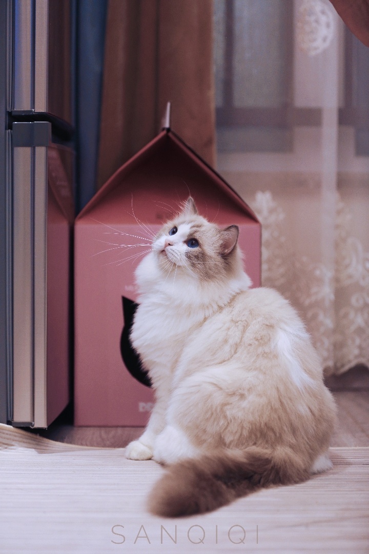 在米拍聚众吸猫吸狗是一种怎样的体验？