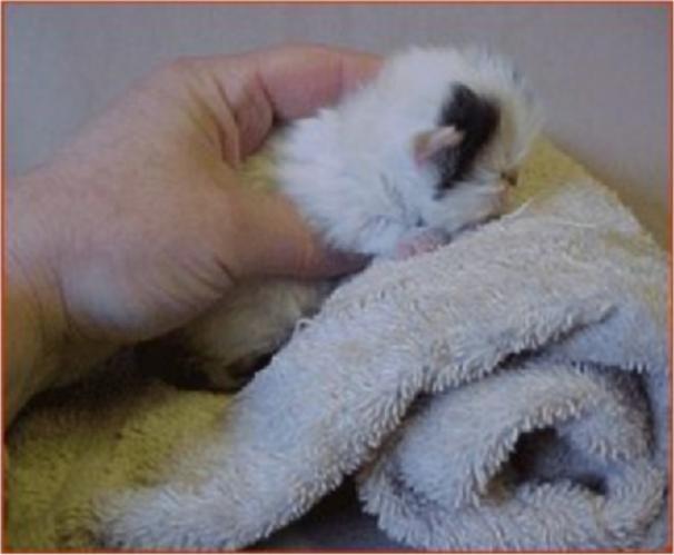 幼猫胃管使用方法,庄园猫宫