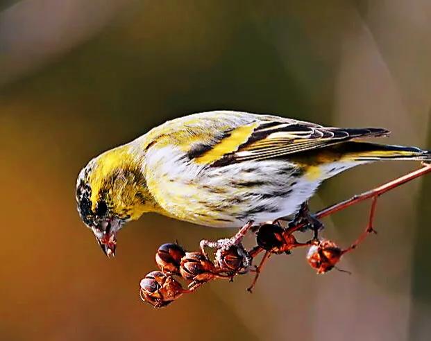 黄雀鸣叫欣赏,黄雀翅膀羽毛