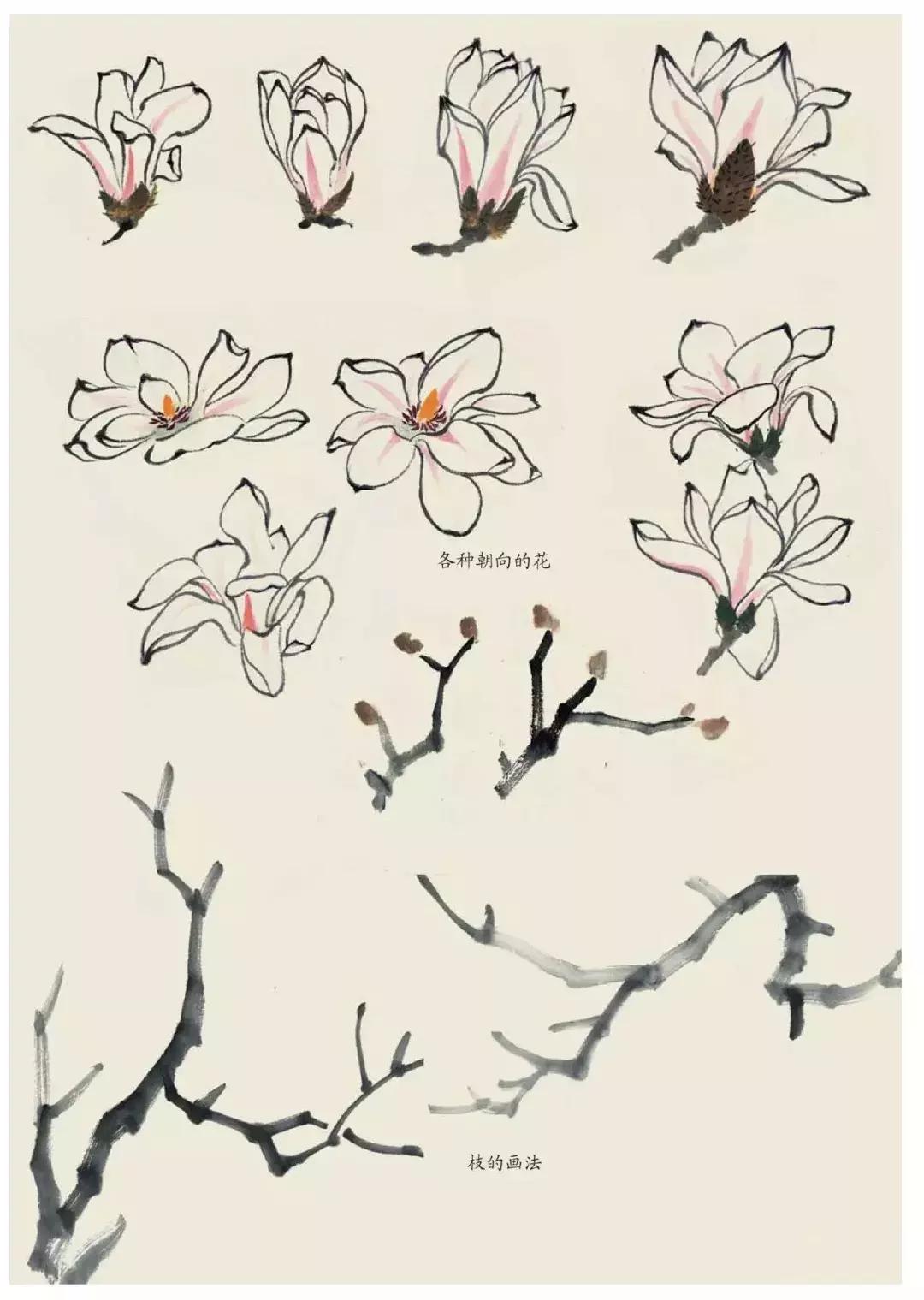 国画团扇花卉画法,国画中常见花卉的画法