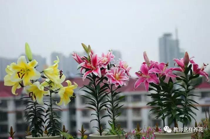 净化空气的十种花,家里养这4种花清新怡人