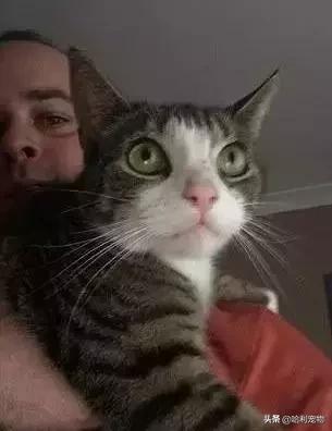 铲屎官的真相,铲屎官养了四只一模一样的猫