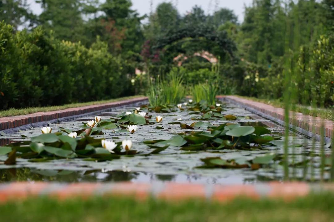 建一座完全不打药的生态花园，所有生命在这里和谐共处，值得收藏