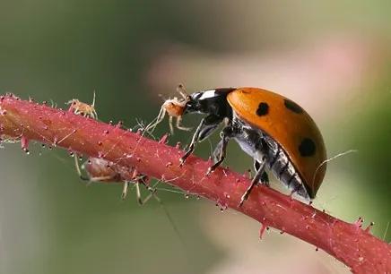 了不起的害虫生物防治“英雄”——瓢虫