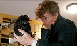 还没看《神奇动物在哪里》?没关系,你错过的神奇动物都在这里