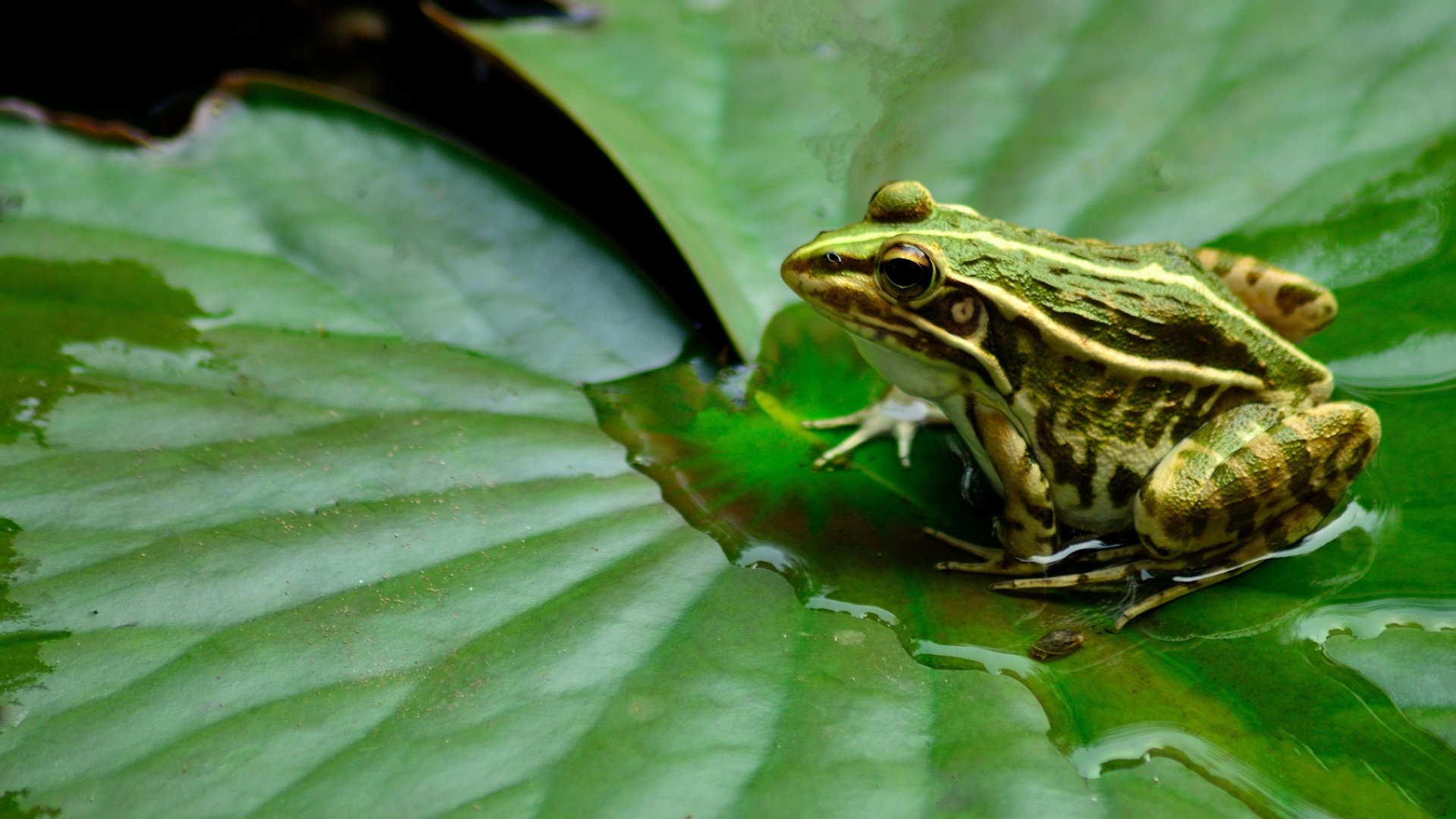 林蛙蝌蚪和蟾蜍蝌蚪能分辨出来吗,养殖林蛙蝌蚪技术视频教学大全