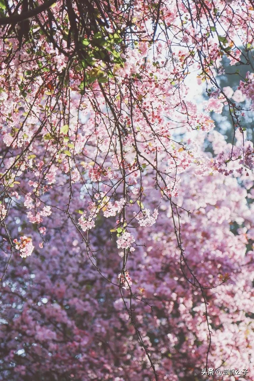 被大理的美景所折服,被丽江的风景美到了
