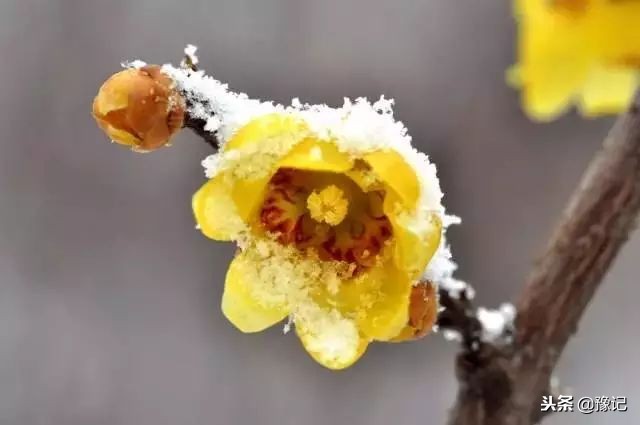 鄢陵腊梅哪里最好,鄢陵腊梅观赏