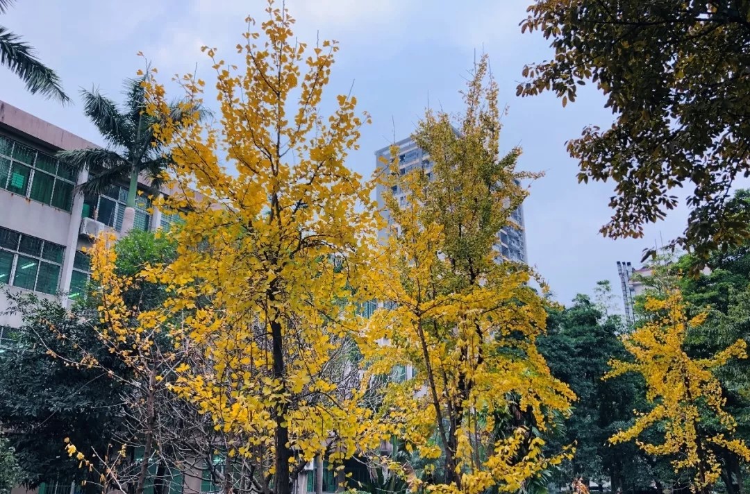 鍖绘灄涓尰鎺ㄦ嬁姝i,鍖绘灄姝i鍥剧墖