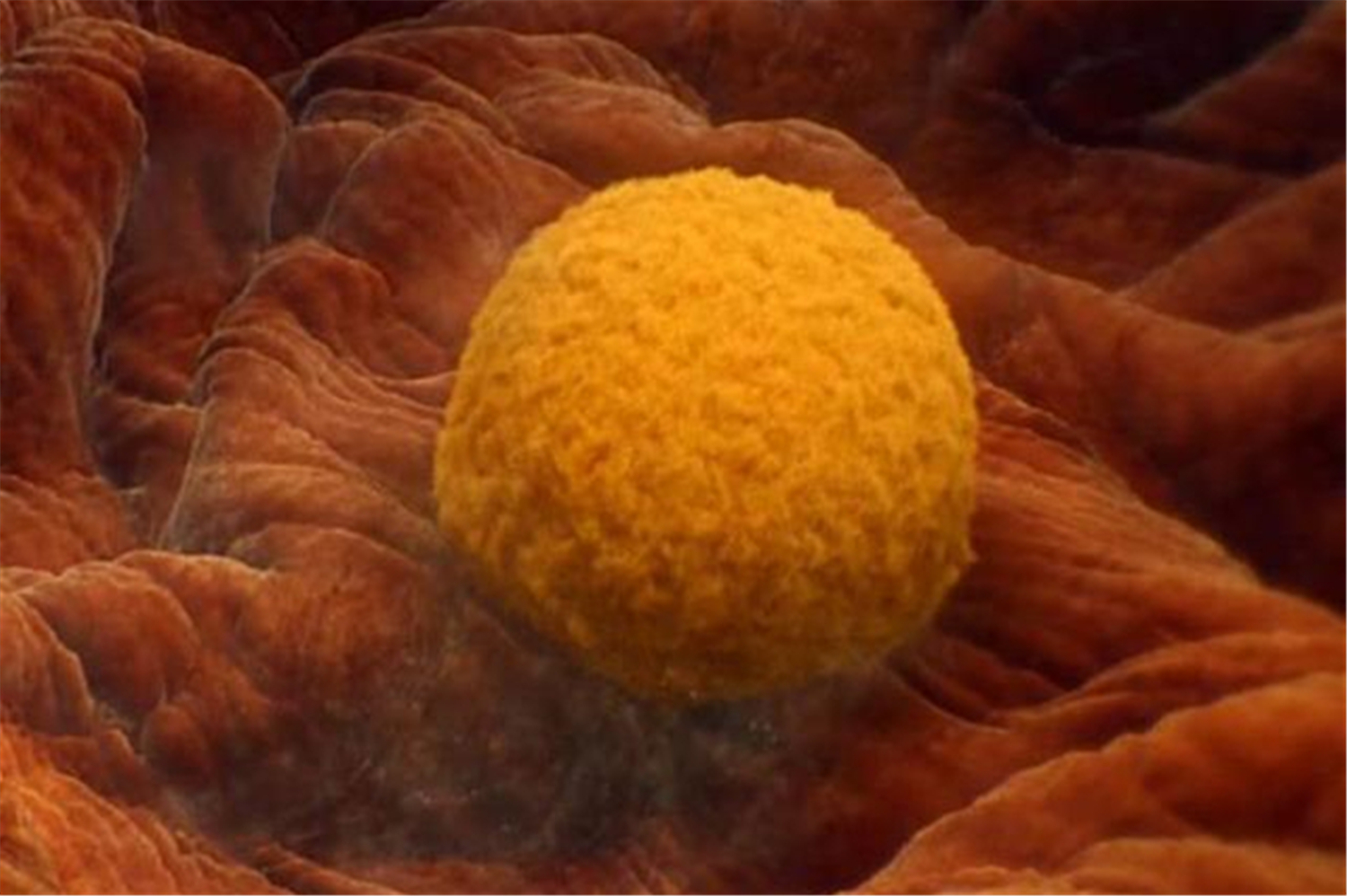 空孕囊孕妇会不会有反应,空孕囊胚胎停育