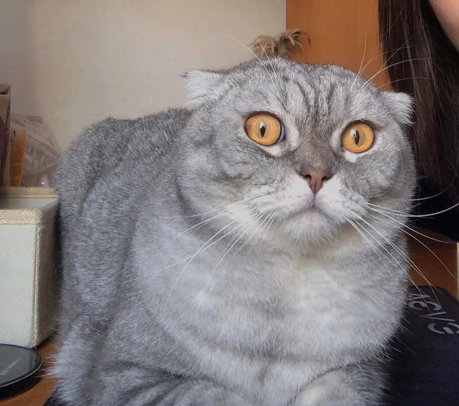 闲鱼领养了折耳母蓝猫,在闲鱼上领养猫咪是真的吗