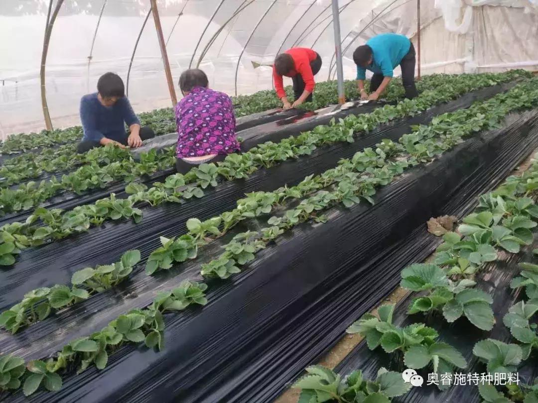 草莓大田移栽株距是多少,草莓大田育苗新技术视频