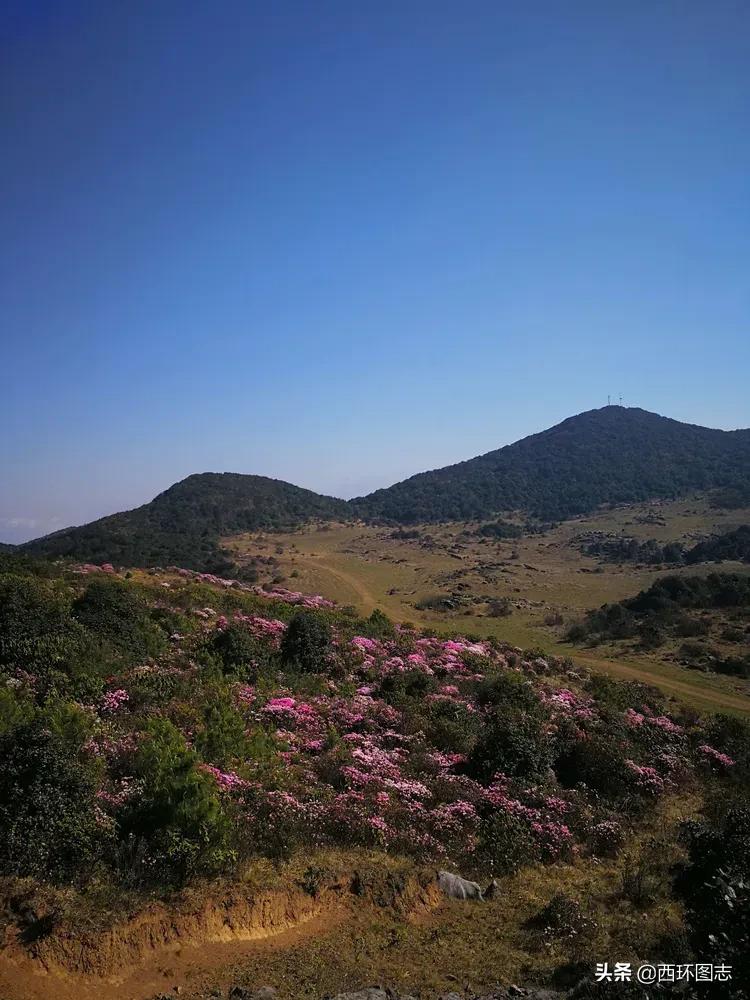 曲靖麒麟区海拔高度是多少,云南曲靖会泽县海拔多少米