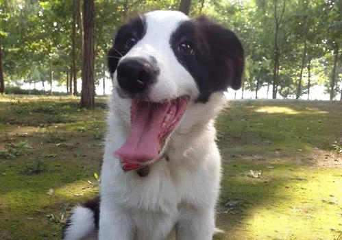 狗狗体内驱虫注意事项有什么,狗狗体内驱虫要注意什么