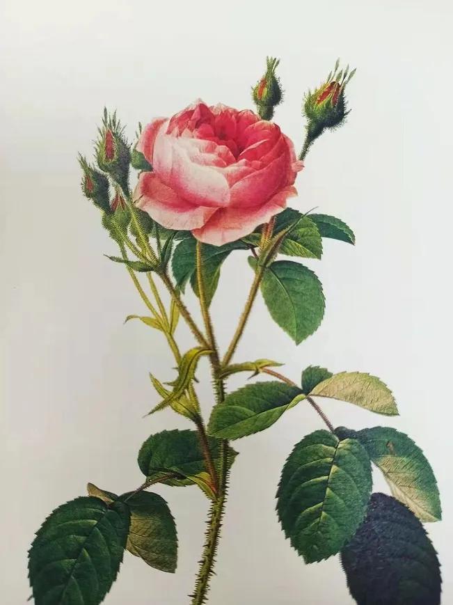 四朵粉红色的玫瑰花的花语,香槟色玫瑰花的花语和寓意