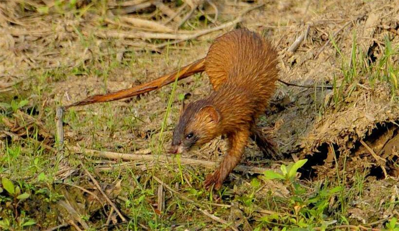 为什么黄鼠狼不可以吃鸡蛋,李时珍为什么不吃黄鼠狼呢