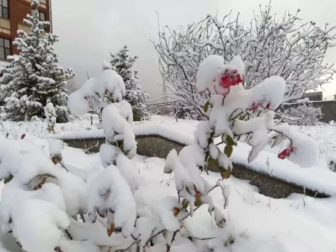 美爆了！让全世界听到，我的名字叫白银！！！