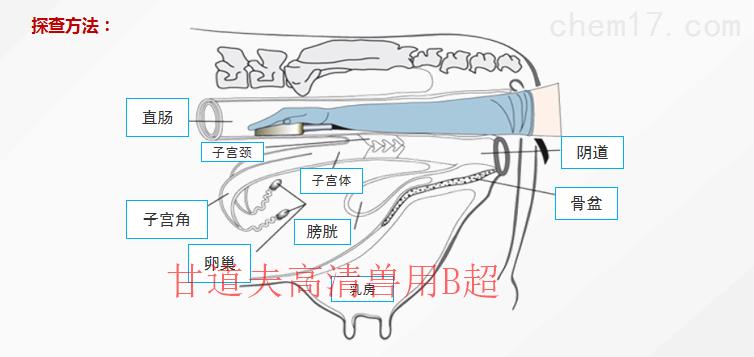 兽用b超机怎么测试猪怀孕,兽用b超机如何看母猪怀孕