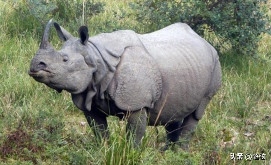 老虎在自然界有没有天敌,自然界里的老虎有多凶猛