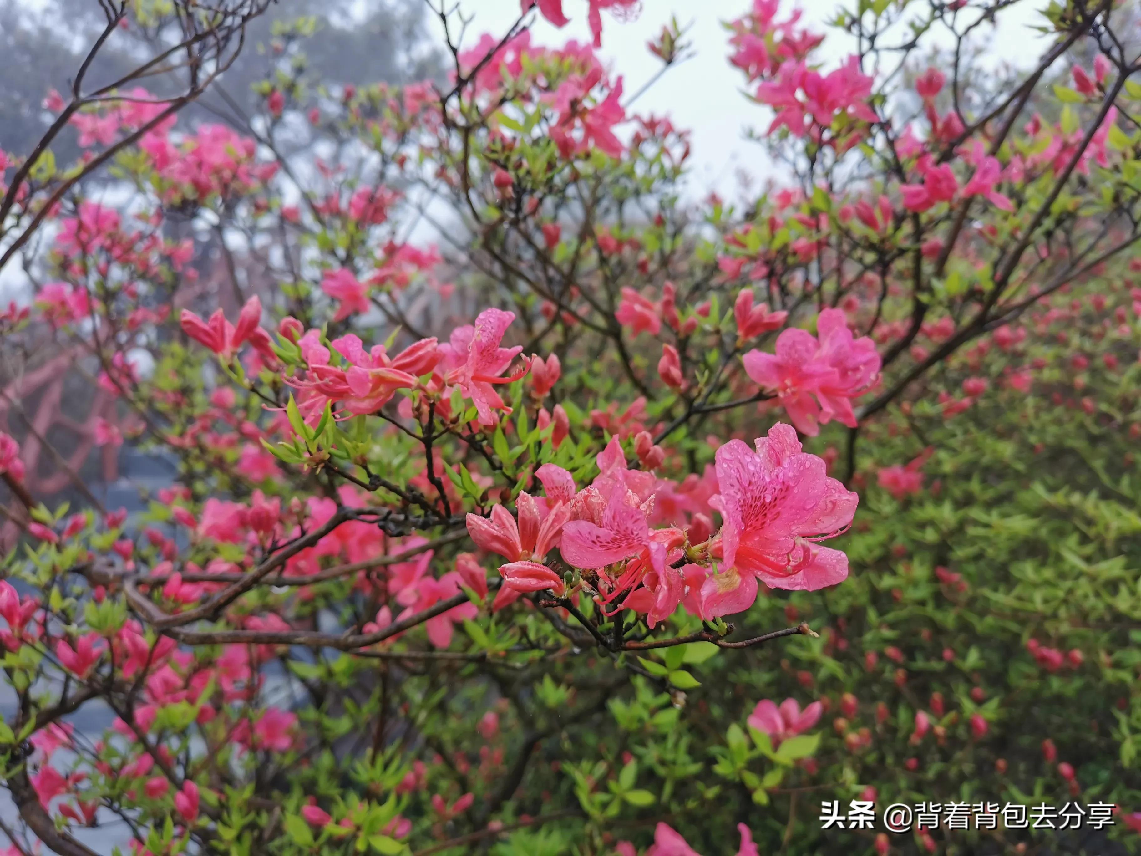 麻城看杜鹃花攻略,去麻城看杜鹃攻略