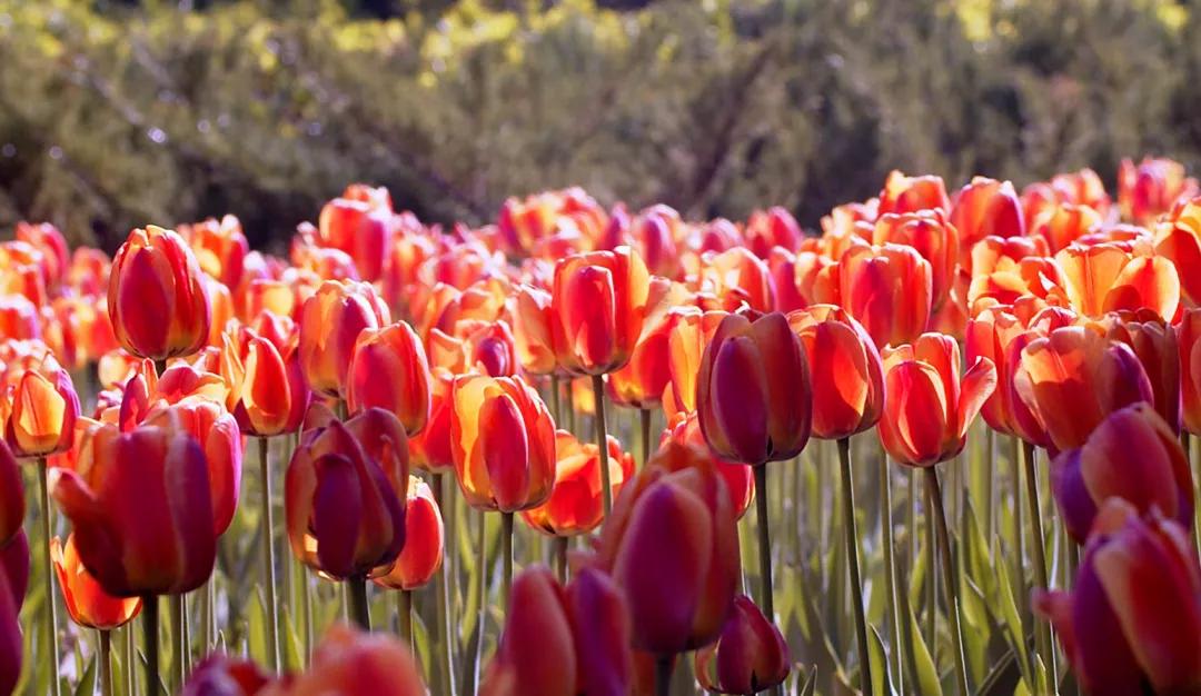 时光清浅秋意阑珊,时光清浅浮世清欢