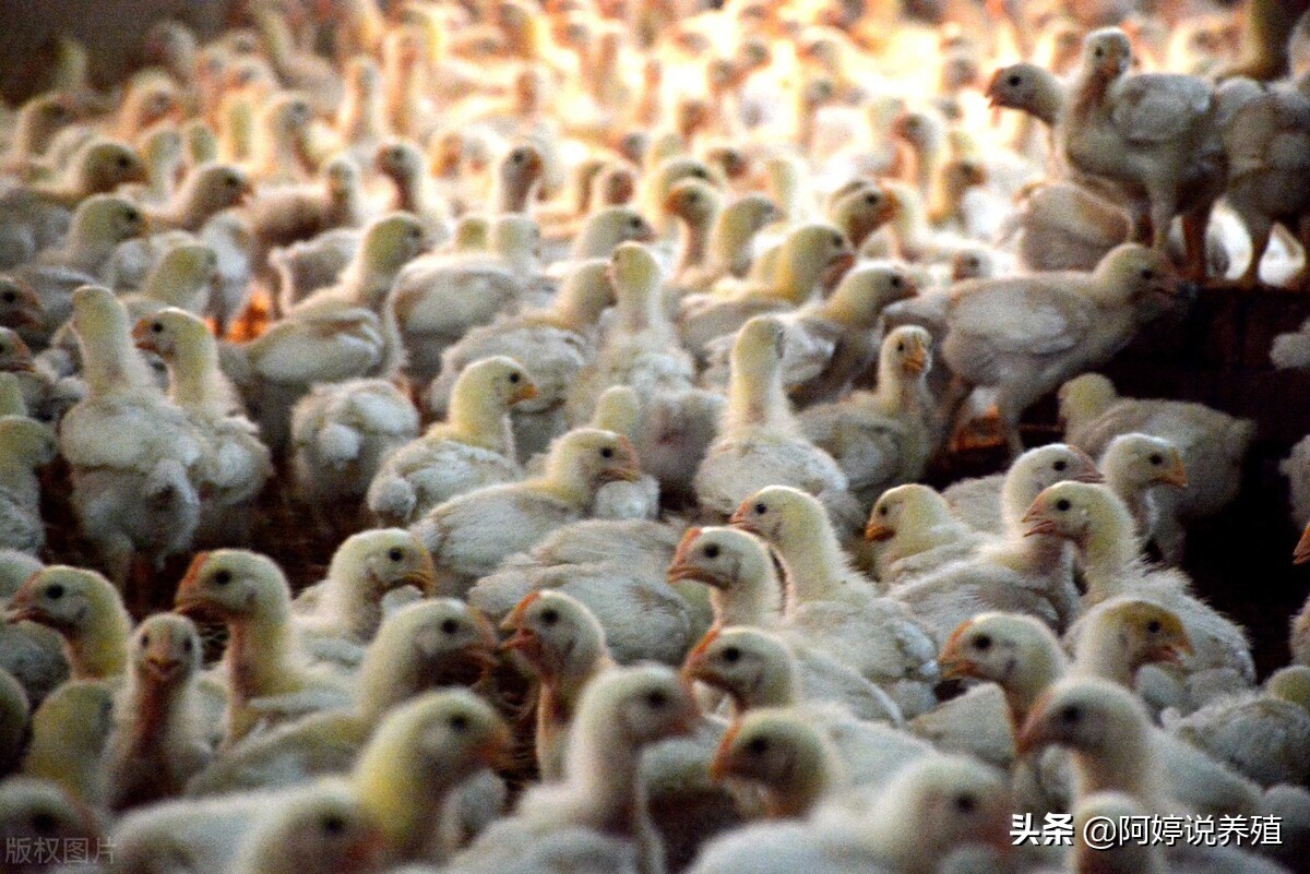 养鸡遇到坏死性肠炎怎么办？该怎么治疗？这篇文章告诉你