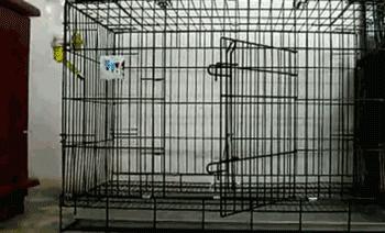 养狗必备笼子吗,新手养狗不想买笼子该怎么养